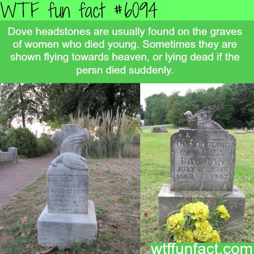 random wtf fun facts - Wtf fun fact Dove headstones are usually found on the graves of women who died young. Sometimes they are shown flying towards heaven, or lying dead if the persn died suddenly. Orderling Sub Ella Bauman July 33.1945 MAR2 1947 Te wtff