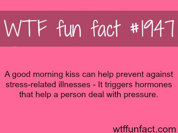 stadium australia - Wtf fun fact A good morning kiss can help prevent against stressrelated illnesses It triggers hormones that help a person deal with pressure. wtffunfact.com