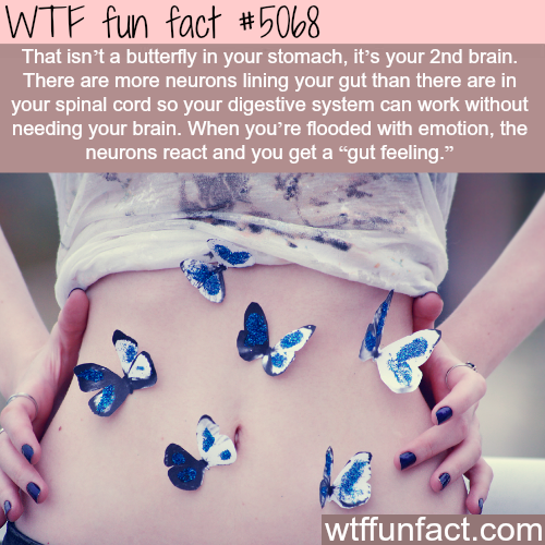 having butterflies in your stomach - Wtf fun fact That isn't a butterfly in your stomach, it's your 2nd brain. There are more neurons lining your gut than there are in your spinal cord so your digestive system can work without needing your brain. When you