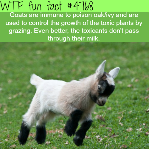 kid goat - Wtf fun fact Goats are immune to poison oakivy and are used to control the growth of the toxic plants by grazing. Even better, the toxicants don't pass through their milk.