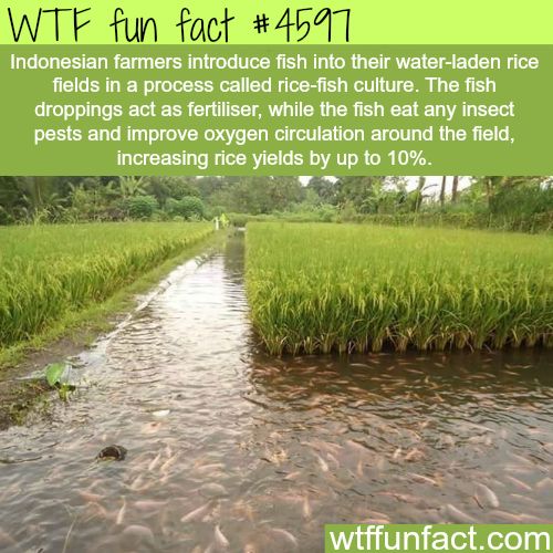 fish culture - Wtf fun fact Indonesian farmers introduce fish into their waterladen rice fields in a process called ricefish culture. The fish droppings act as fertiliser, while the fish eat any insect pests and improve oxygen circulation around the field