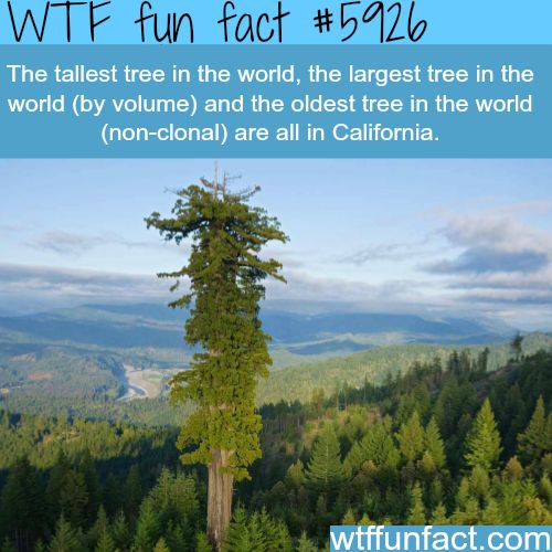 worlds biggest tree - Wtf fun fact The tallest tree in the world, the largest tree in the world by volume and the oldest tree in the world nonclonal are all in California. wtffunfact.com