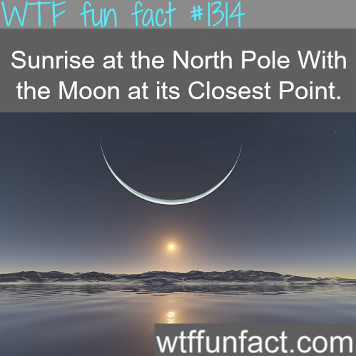 fun facts about the north pole - Wtf fun fact Sunrise at the North Pole With the Moon at its Closest Point. wtffunfact.com