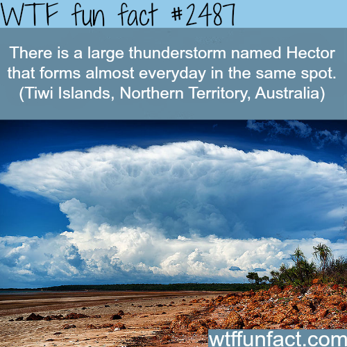 hector the convector - Wtf fun fact There is a large thunderstorm named Hector that forms almost everyday in the same spot. Tiwi Islands, Northern Territory, Australia wtffunfact.com
