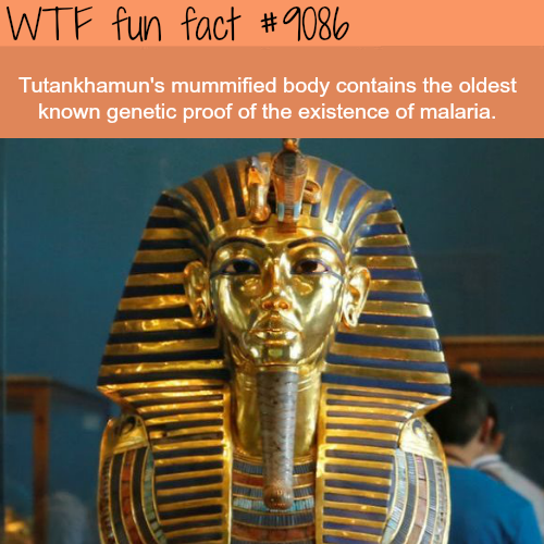 egyptian museum - Wtf fun fact Tutankhamun's mummified body contains the oldest known genetic proof of the existence of malaria.