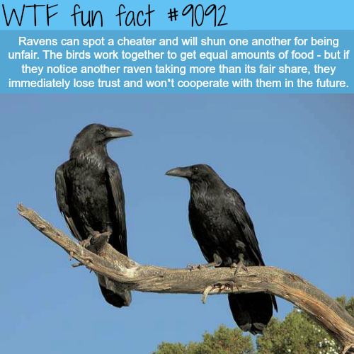 birds ravens - Wtf fun fact Ravens can spot a cheater and will shun one another for being unfair. The birds work together to get equal amounts of food but if they notice another raven taking more than its fair , they immediately lose trust and won't coope