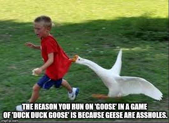 canadian geese attack - The Reason You Run On 'Goose' In A Game Of 'Duck Duck Goose' Is Because Geese Are Assholes. imgflip.com