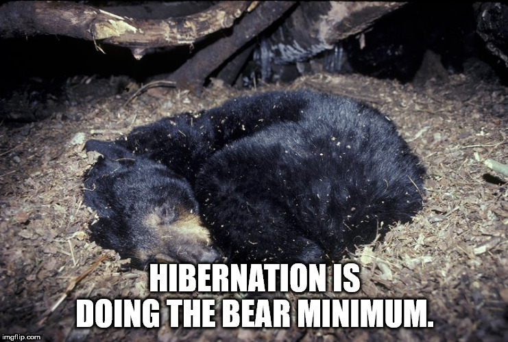 bear hibernating - Hibernation Is Doing The Bear Minimum. imgflip.com