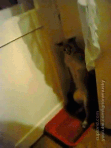 caturday gif of a cat hiding behind a curtain