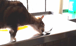 caturday gif of a cat licking a spoon