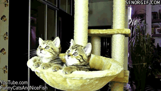 caturday gif of kittens in a cat tree