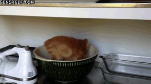 caturday gif of a kitten chasing its tail in a bowl