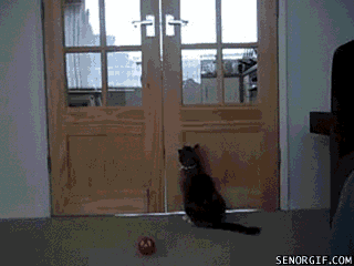 caturday gif of a cat opening a door handle