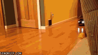 caturday gif of a cat riding a toy truck