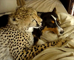 caturday gif of a cheetah and a dog grooming each other