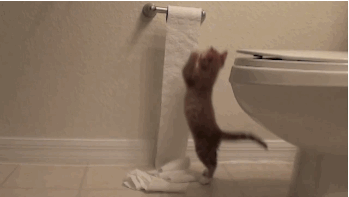 caturday gif of a kitten playing with a toilet paper roll