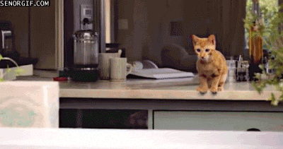 caturday gif of a kitten falling into a basket