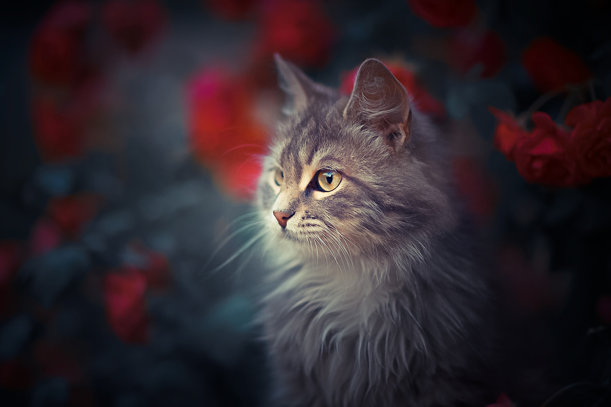 caturday pic of a cat in a rose bush