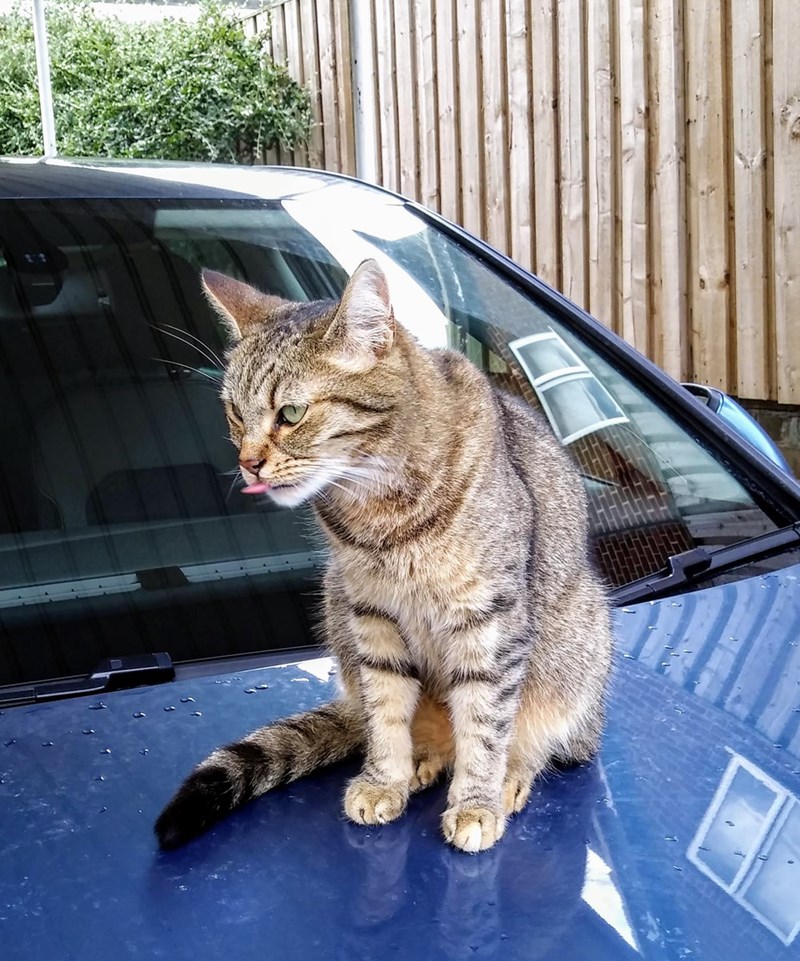 caturday pic of a cat sitting on a car hood