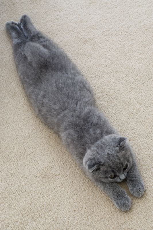 caturday pic of a cat laying on its belly and appearing to be long