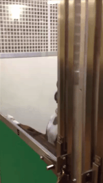 Moving Image Mayhem; Animal Edition