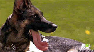 Moving Image Mayhem; Animal Edition