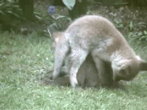 Moving Image Mayhem; Animal Edition