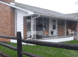 Moving Image Mayhem; Animal Edition