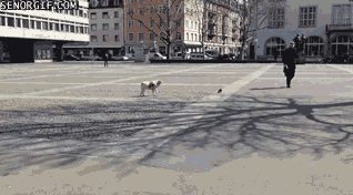 Moving Image Mayhem; Animal Edition