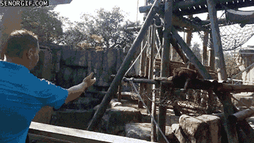 Moving Image Mayhem; Animal Edition