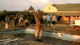 Moving Image Mayhem; Animal Edition