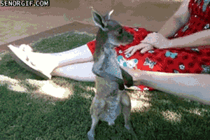 Moving Image Mayhem; Animal Edition