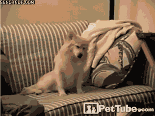 Moving Image Mayhem; Animal Edition