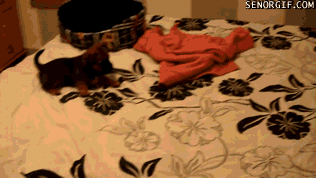 Moving Image Mayhem; Animal Edition