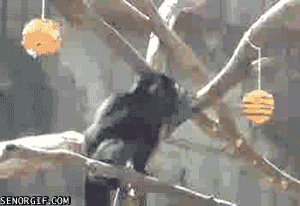 Moving Image Mayhem; Animal Edition