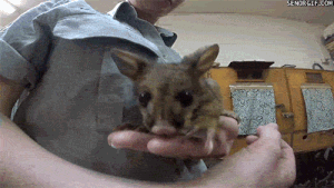 Moving Image Mayhem; Animal Edition