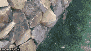 Moving Image Mayhem; Animal Edition