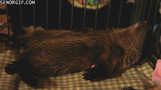 Moving Image Mayhem; Animal Edition