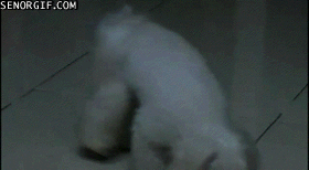 Moving Image Mayhem; Animal Edition