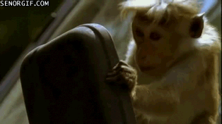 Moving Image Mayhem; Animal Edition