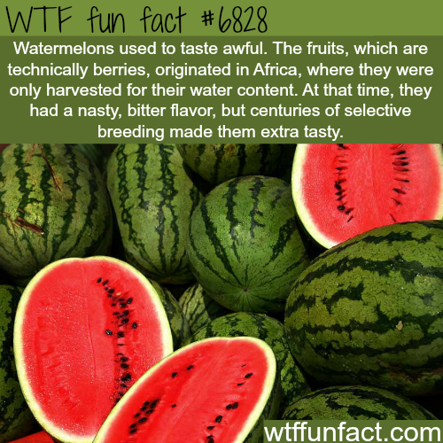 30 Fun Facts to Learn You Something