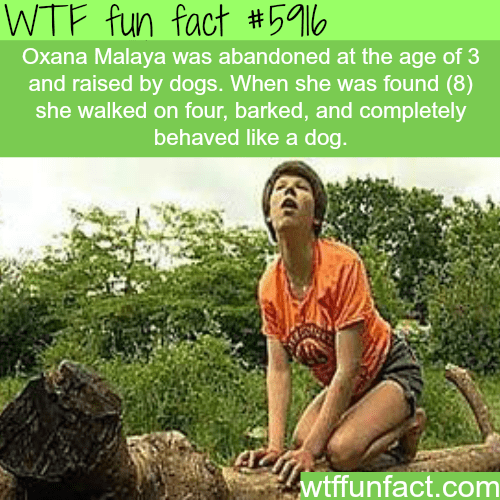 genie feral child - Wtf fun fact Oxana Malaya was abandoned at the age of 3 and raised by dogs. When she was found 8 she walked on four, barked, and completely behaved a dog. wtffunfact.com