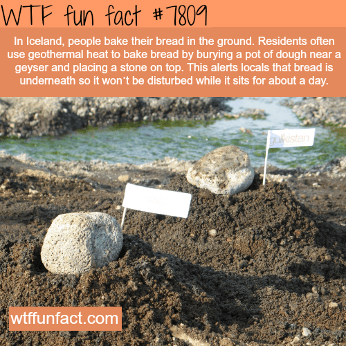 wtf fun facts - Wtf fun fact # 7809 In Iceland, people bake their bread in the ground. Residents often use geothermal heat to bake bread by burying a pot of dough near a geyser and placing a stone on top. This alerts locals that bread is underneath so it 