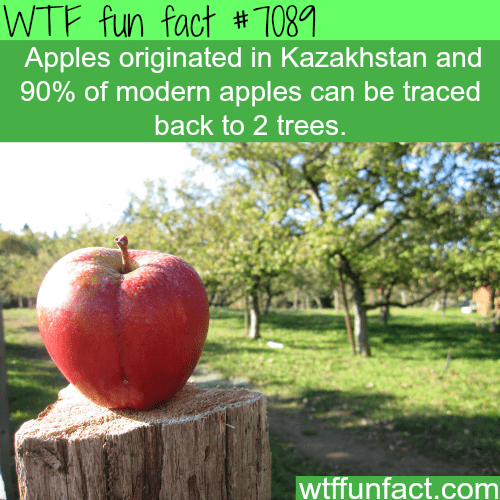 fun facts kazakhstan - Wtf fun fact # 7089 Apples originated in Kazakhstan and 90% of modern apples can be traced back to 2 trees. wtffunfact.com