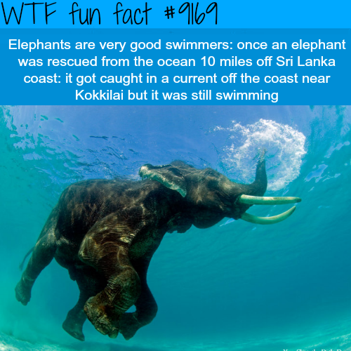 andaman islands havelock - Wtf fun fact Elephants are very good swimmers once an elephant was rescued from the ocean 10 miles off Sri Lanka coast it got caught in a current off the coast near Kokkilai but it was still swimming