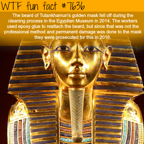 tutankhamun facts - Wtf fun fact The beard of Tutankhamun's golden mask fell off during the cleaning process in the Egyptian Museum in 2014. The workers used epoxy glue to reattach the beard, but since that was not the professional method and permanent da