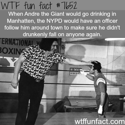 andre the giant facts - Wtf fun fact When Andre the Giant would go drinking in Manhatten, the Nypd would have an officer him around town to make sure he didn't drunkenly fall on anyone again. Ternational Boxing Ty Com Ws wtffunfact.com