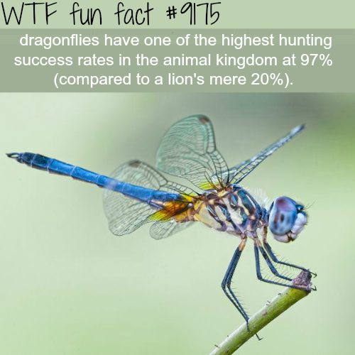 plants that attract dragonflies for mosquito control - Wtf fun fact dragonflies have one of the highest hunting success rates in the animal kingdom at 97% compared to a lion's mere 20%.