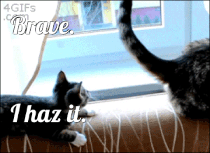 caturday gif of a kitten playing with a grown cat's tail