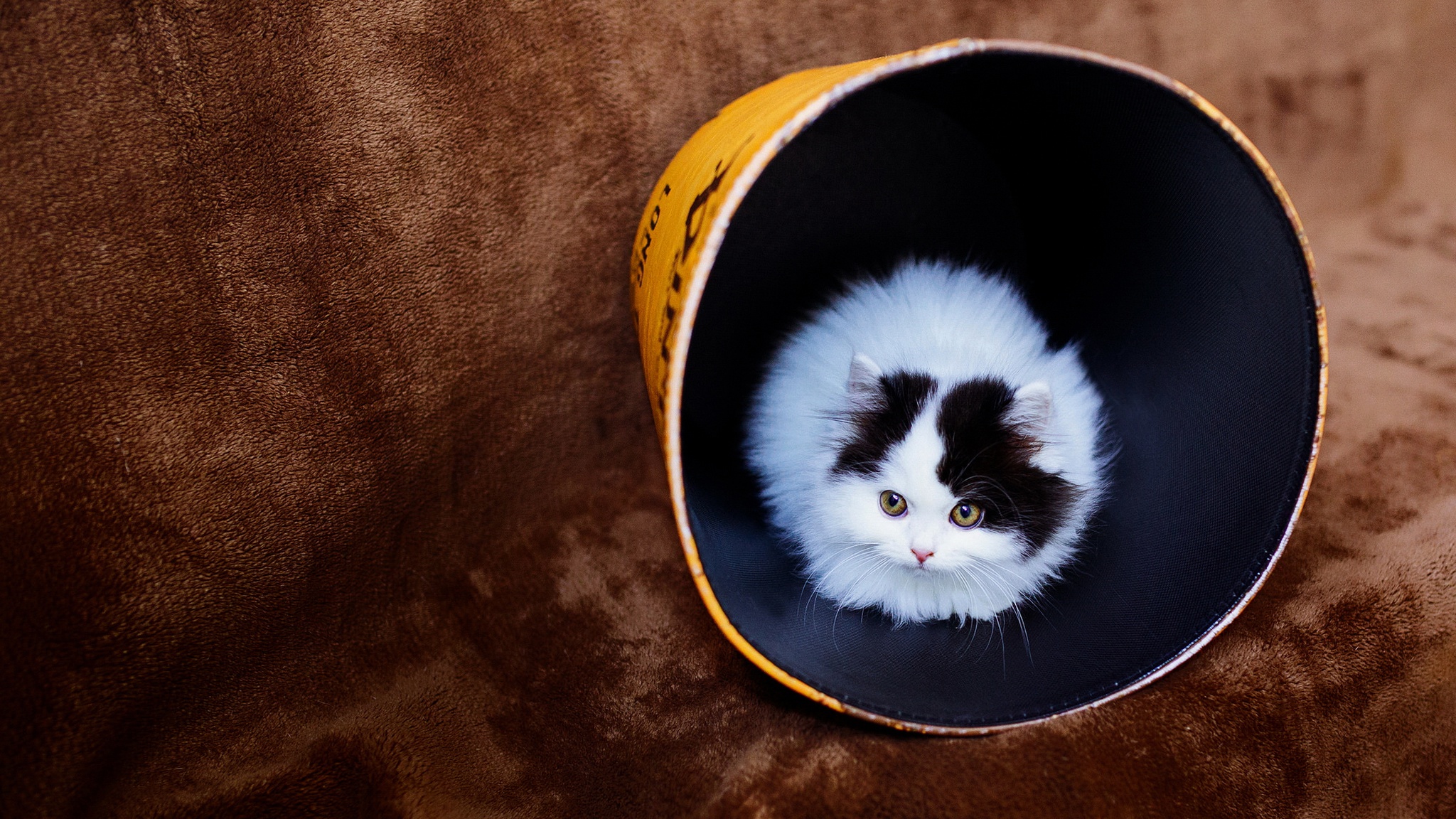 caturday pic of a cat sitting in a pipe